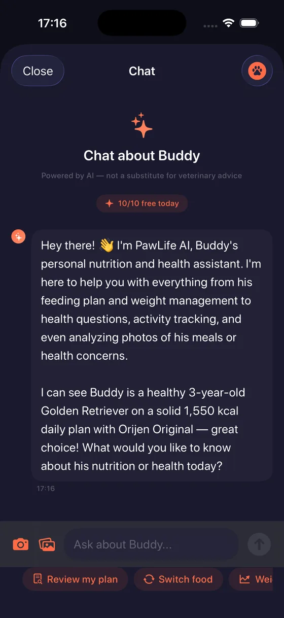 AI Chat